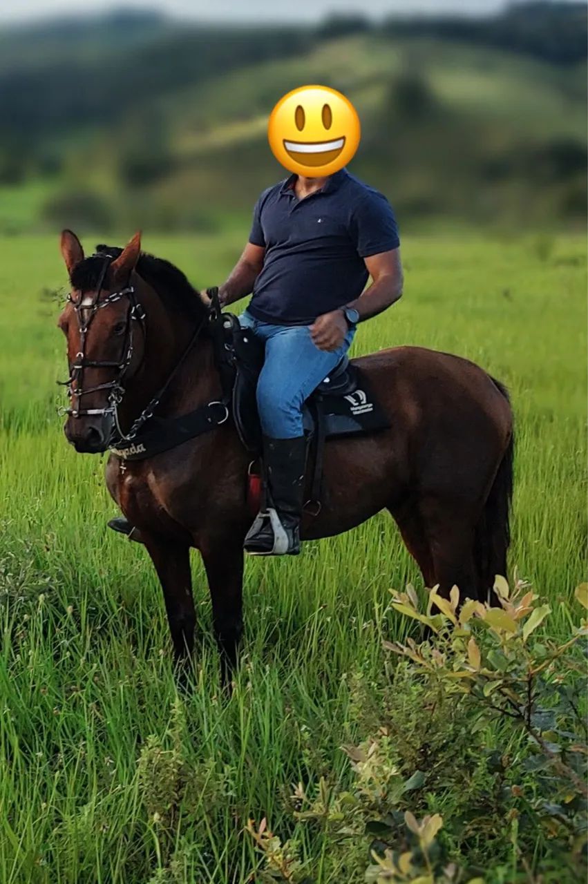 Cavalo castanho de boa conformação e pastas calçadas  - Foto 5