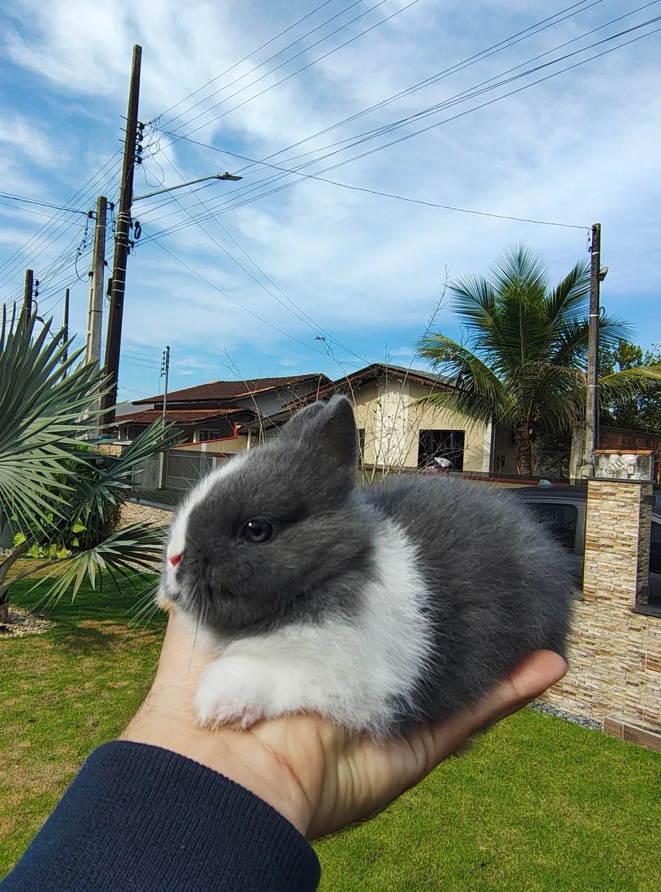 Coelhos anão de Netherland  - Foto 3