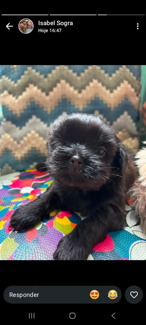 Cachorro  - Foto 4