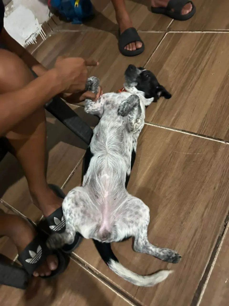 Doação de cachorra - Foto 4