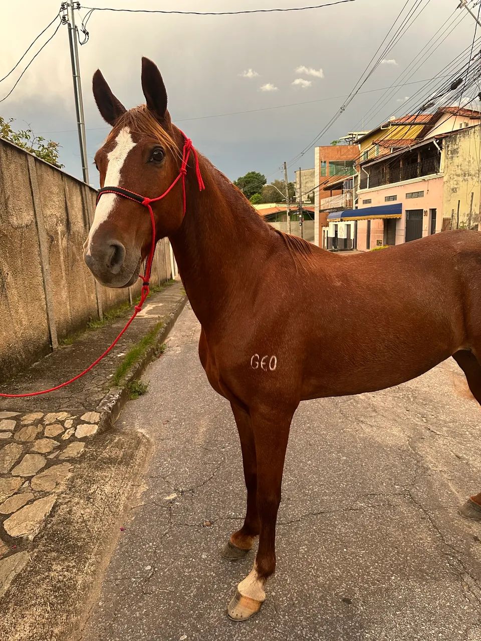 CAVALO  - Foto 4