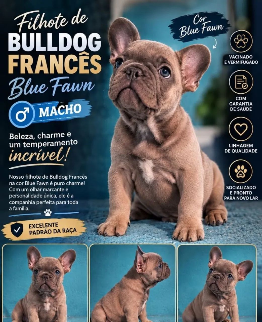 Buldog francês 