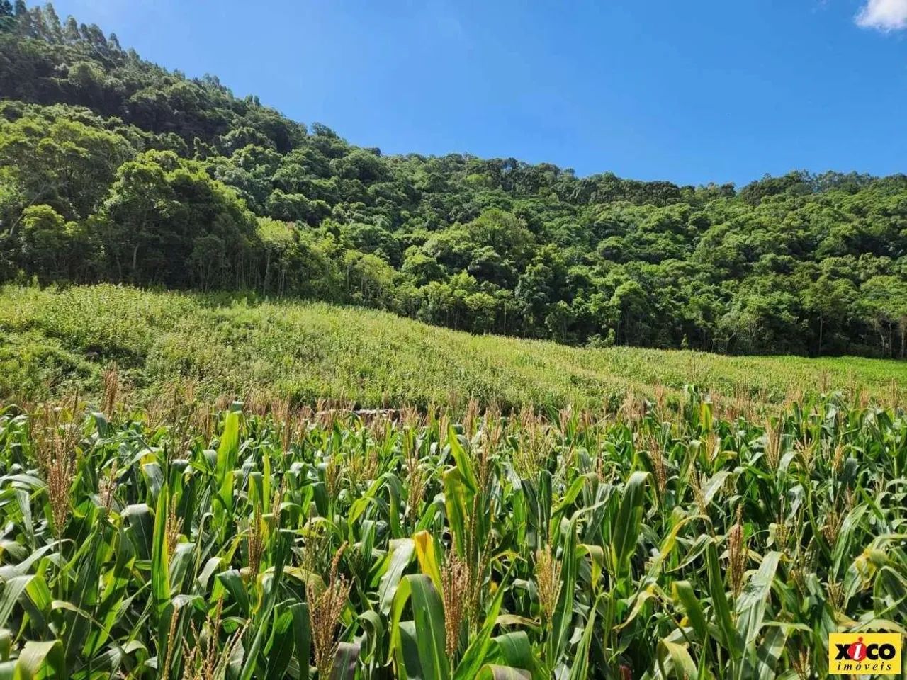 Sítio / Chácara para Venda em Nova Petrópolis, Nove Colonias - Foto 3