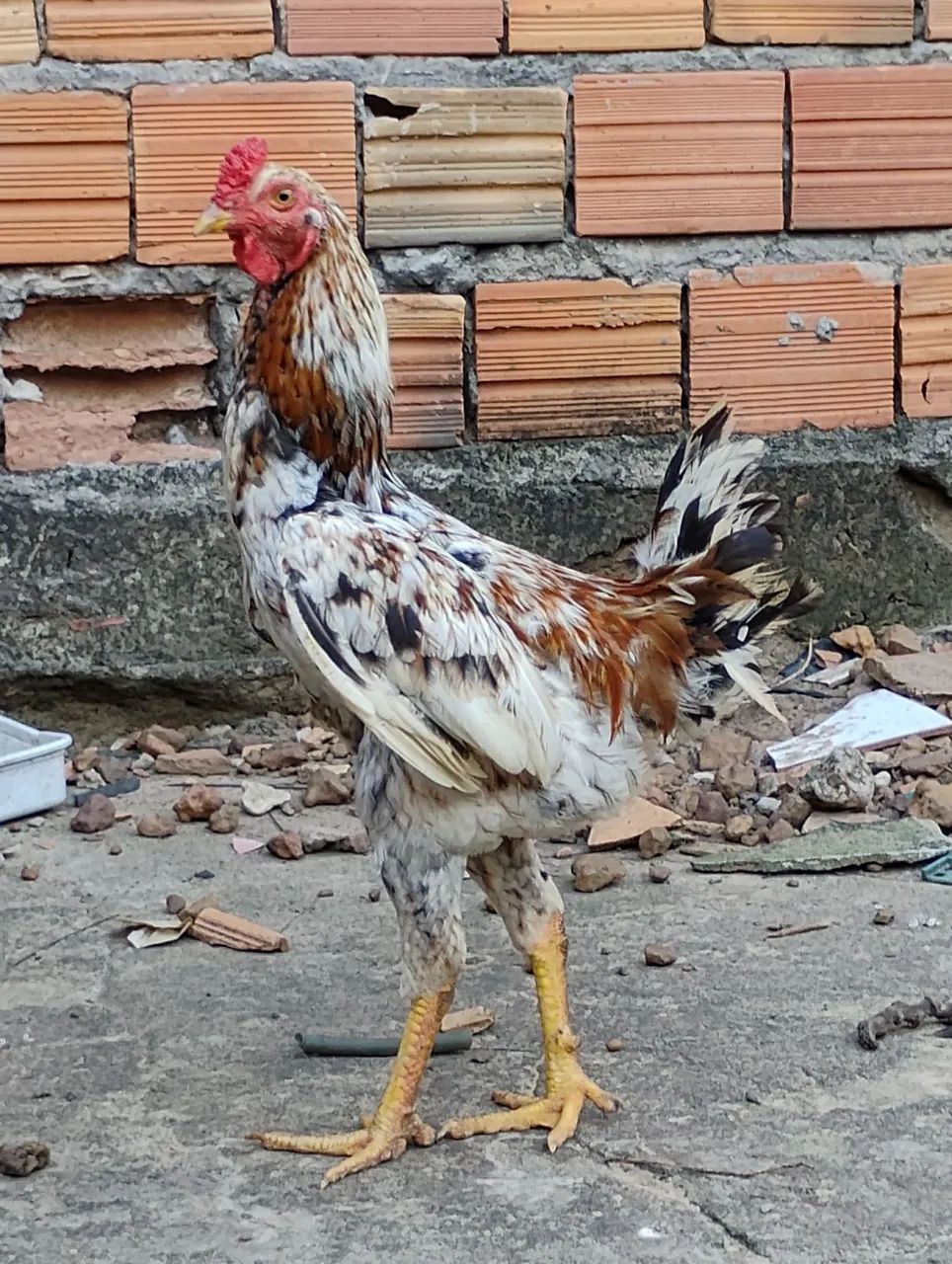 Galo - Foto 2