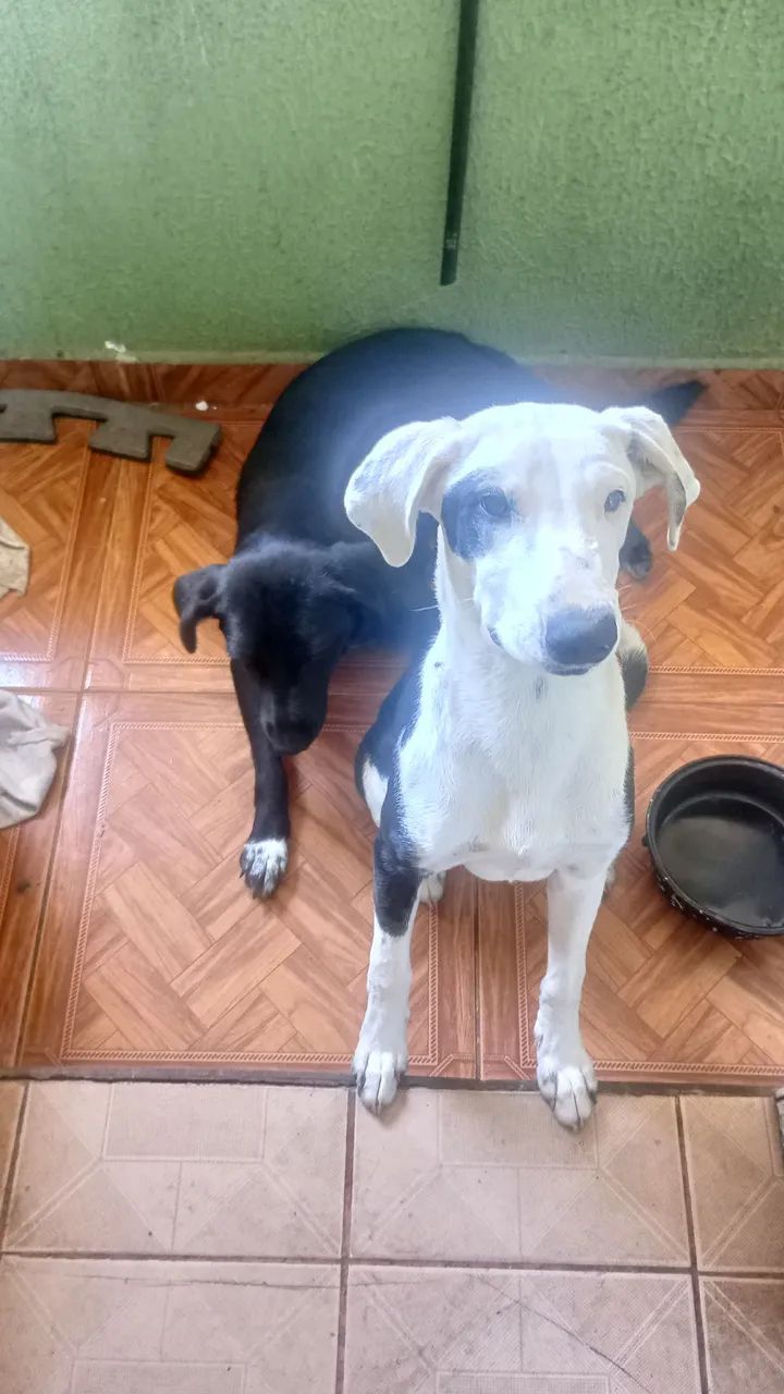 Cachorro macho 
