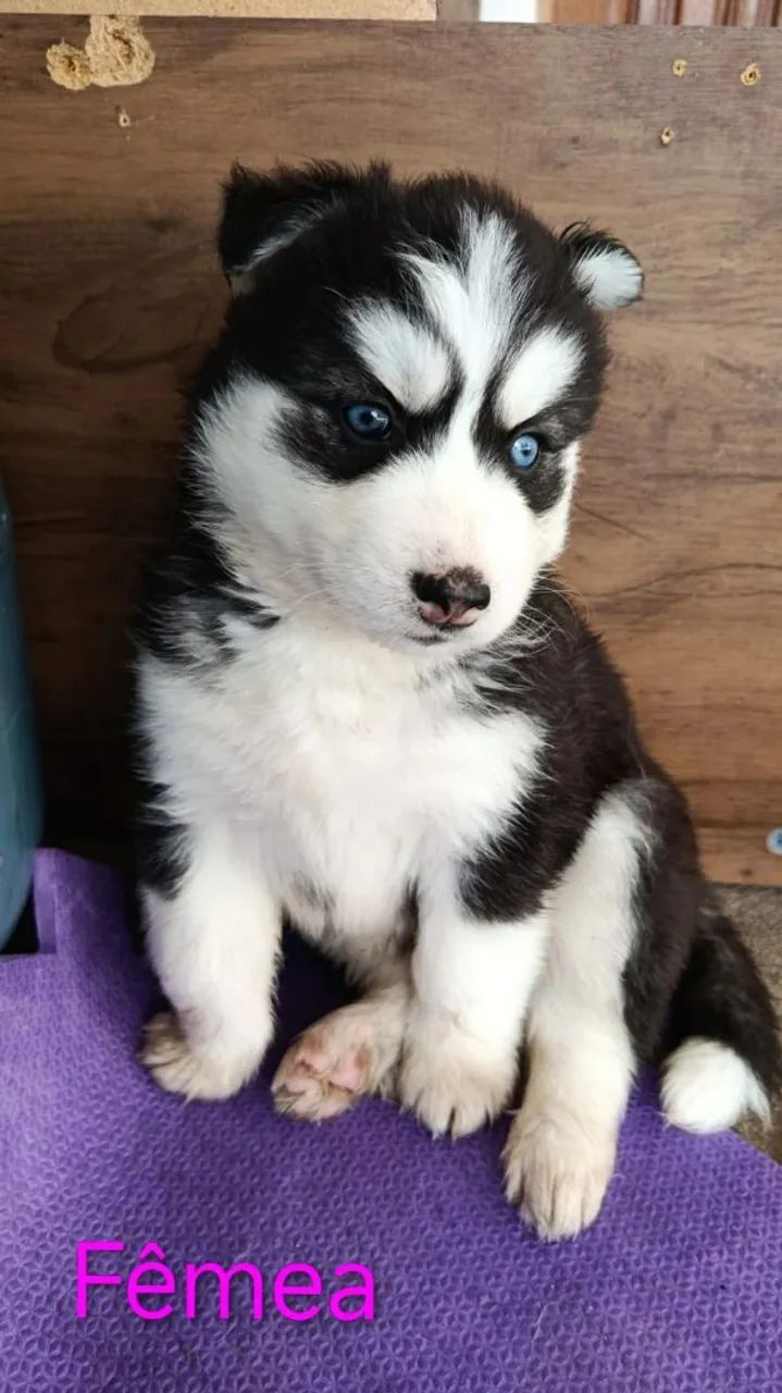 Filhotes de cachorro Ruskie Siberiano  - Foto 4