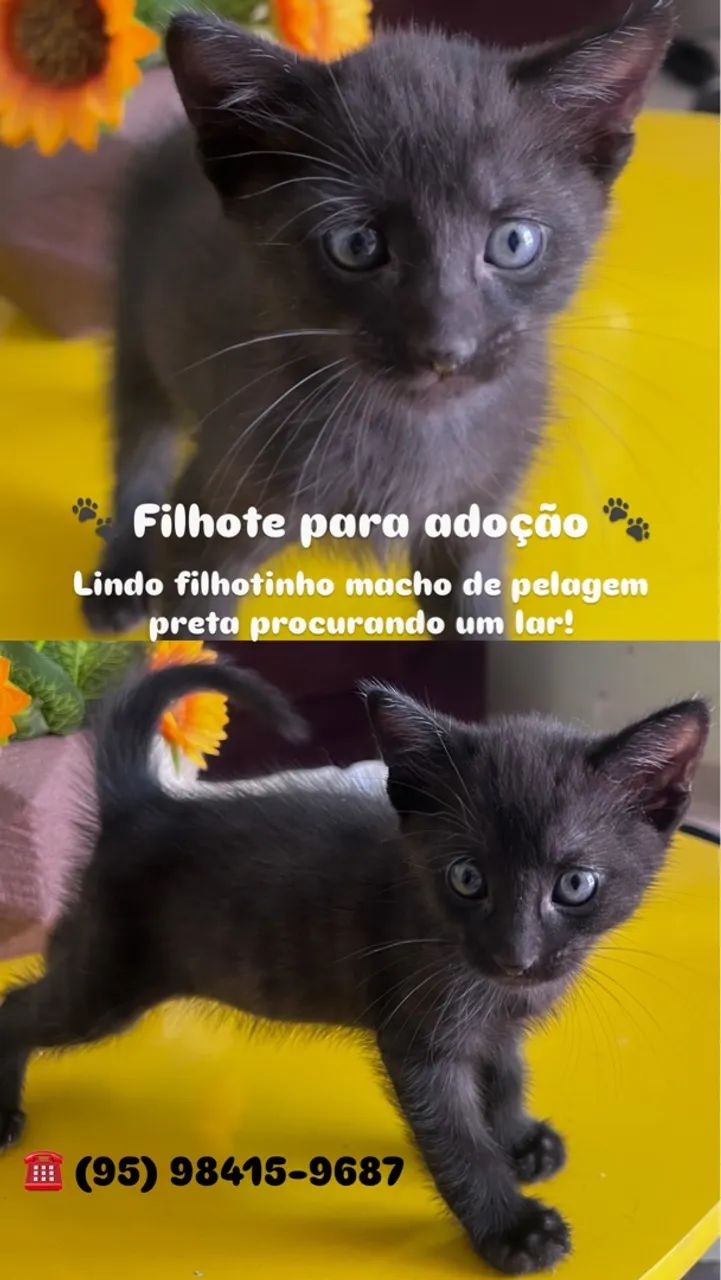 Filhote de gato macho 