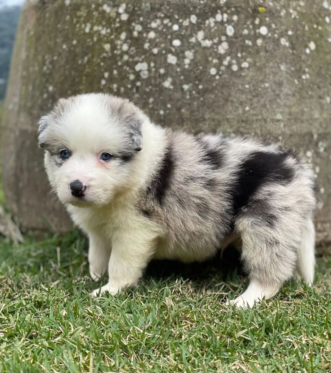 Collie Blu merle  - Foto 4