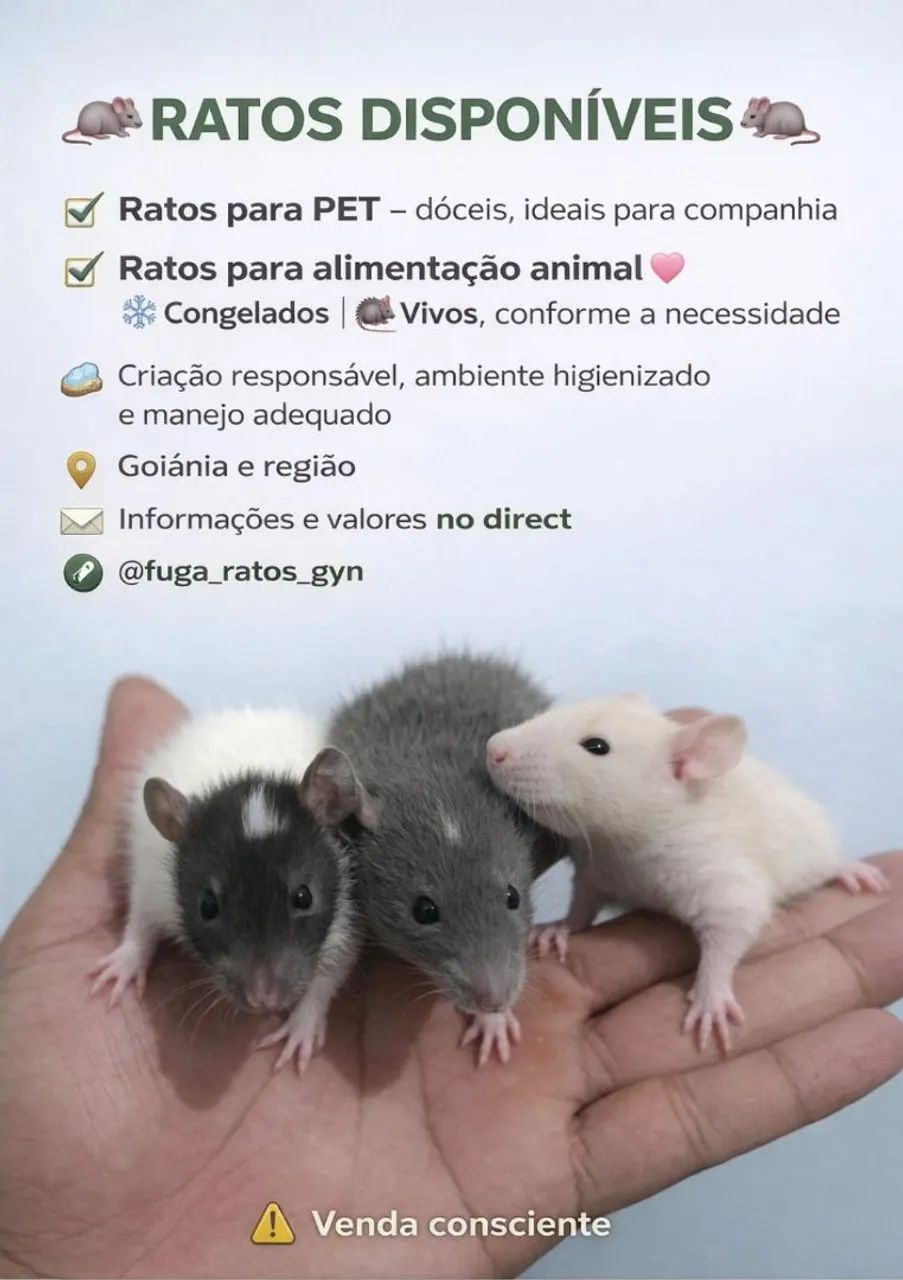 Ratos mercol /twister  - Foto 4