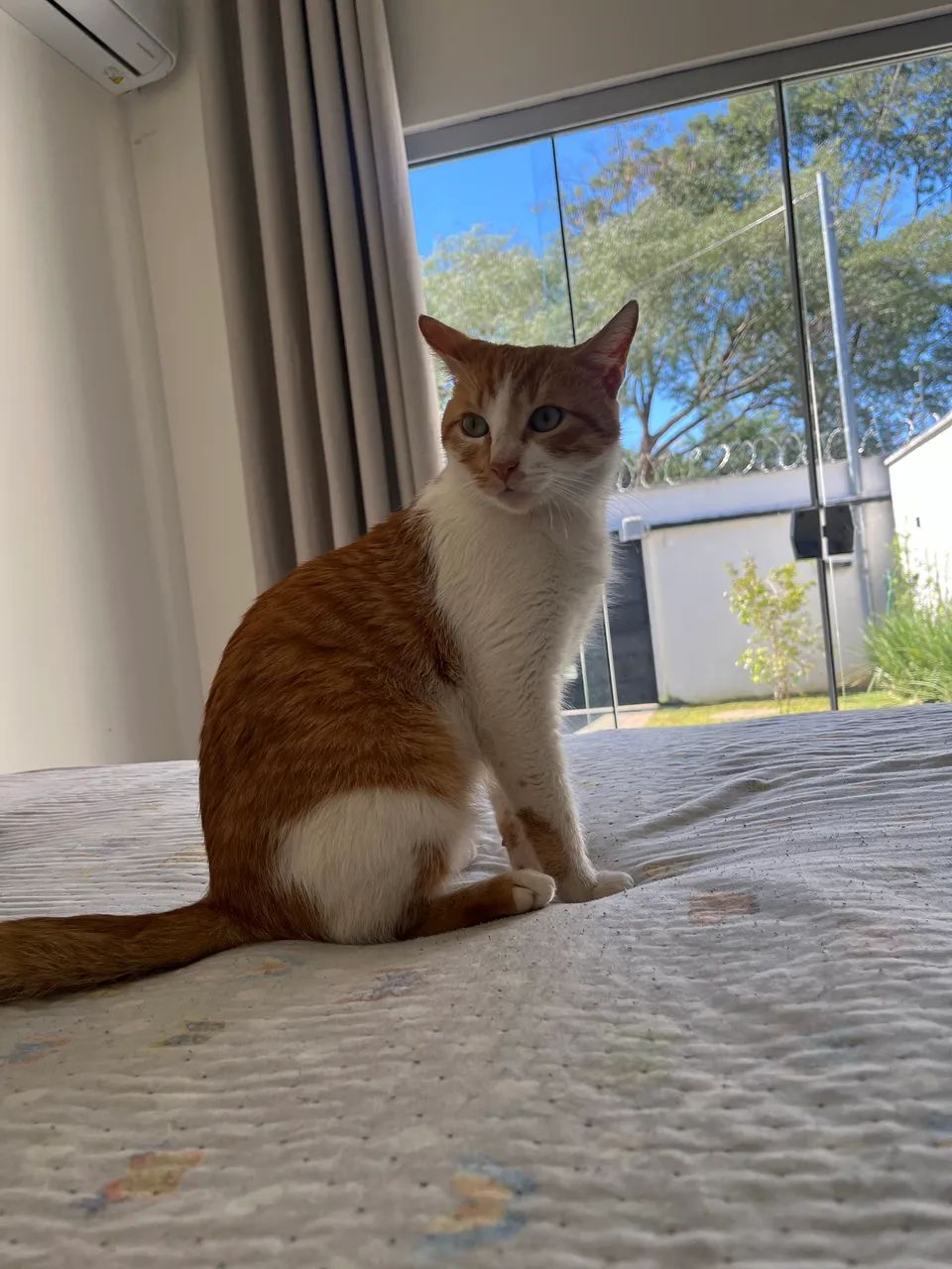 Doa-se gato super dócil  - Foto 2