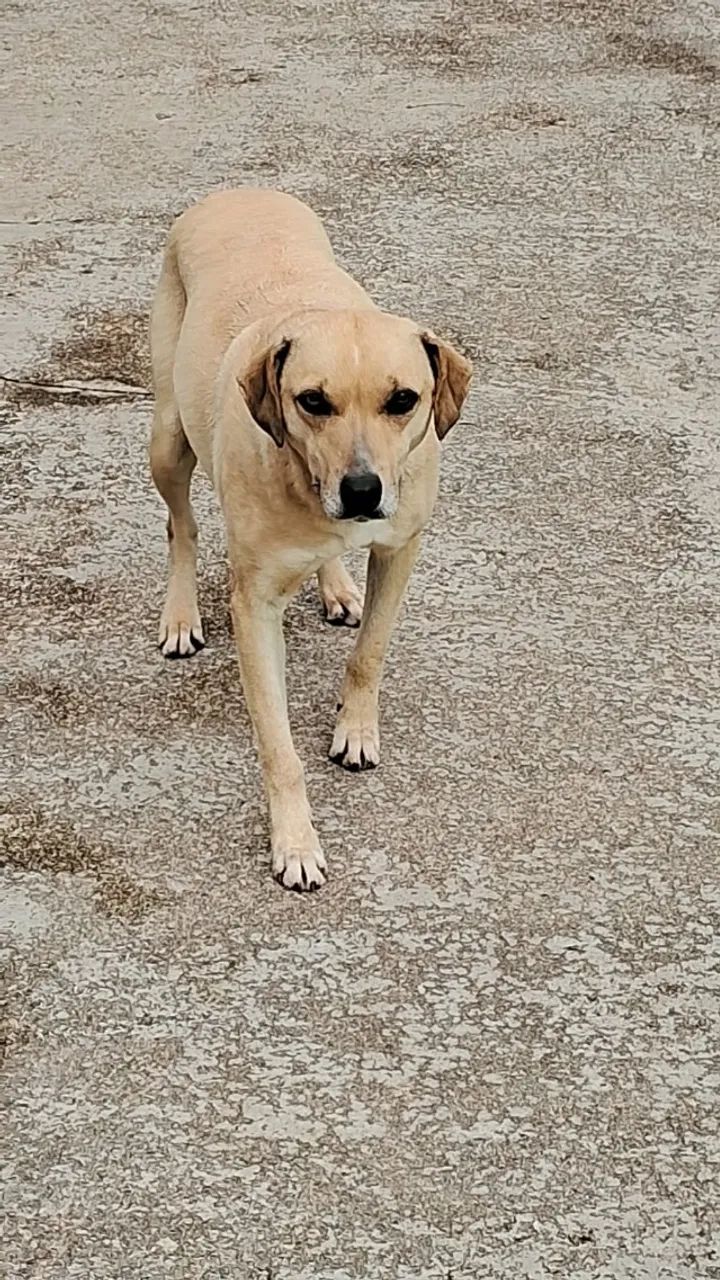 Cadela Castrada - Foto 2