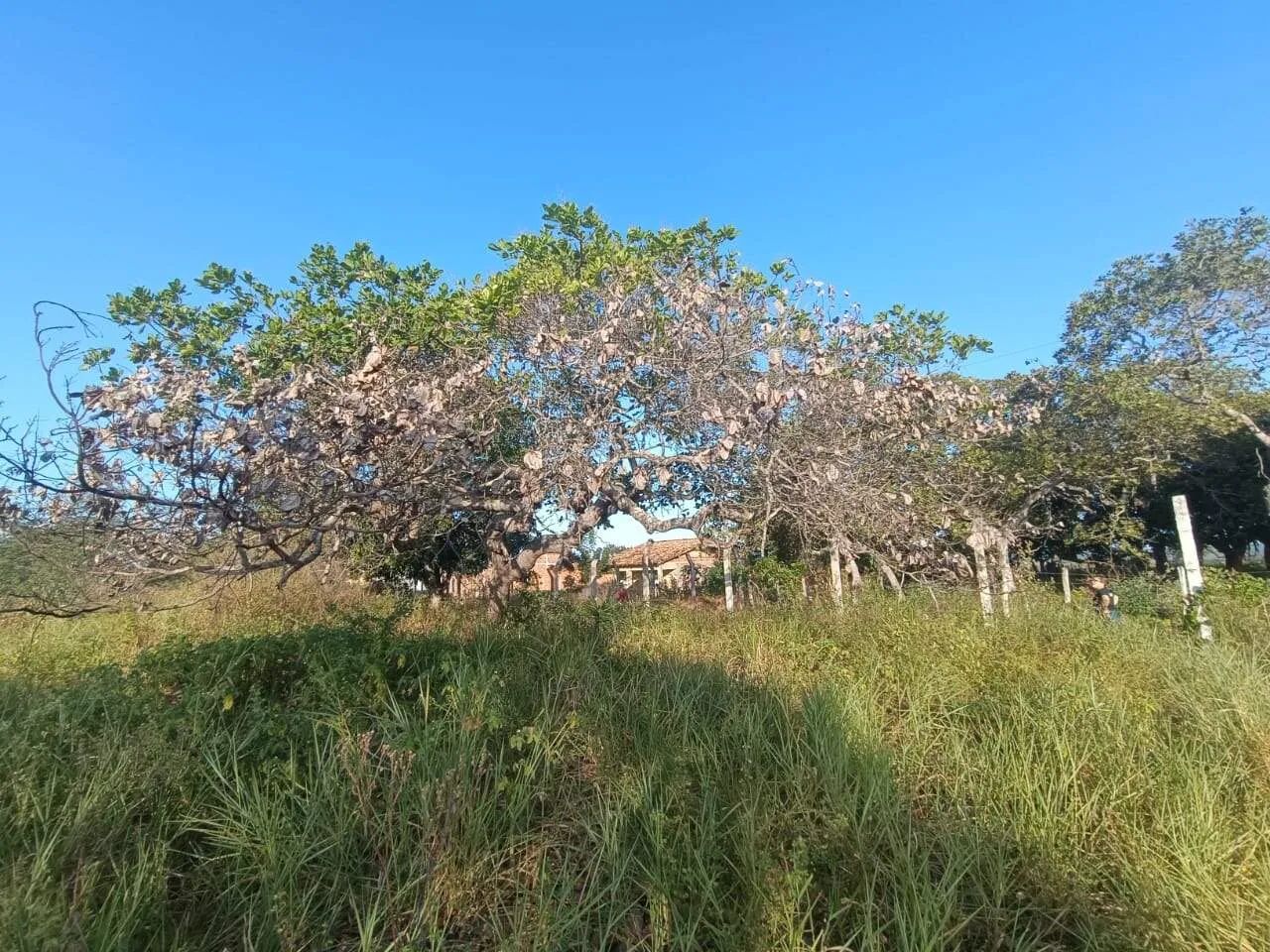 EXCELENTE SÍTIO COM 4 TAREFAS EM SÃO DOMINGOS. - Foto 2