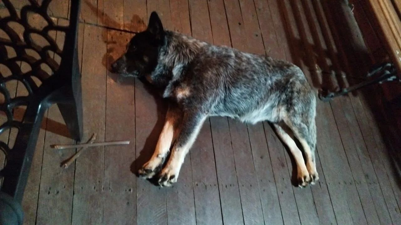 Doação de cachorro - Foto 2