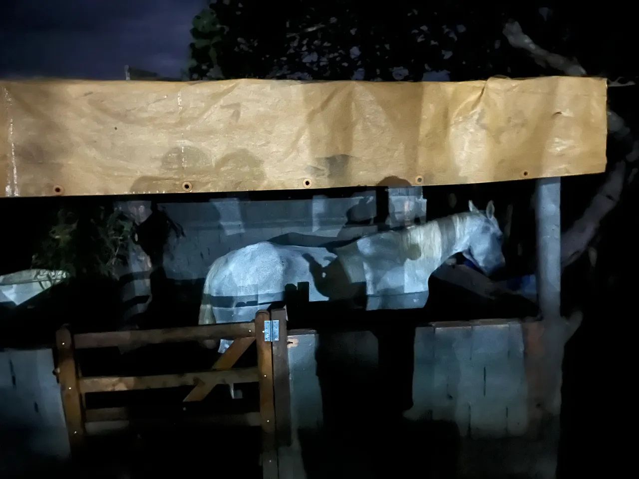 Égua  - Foto 3