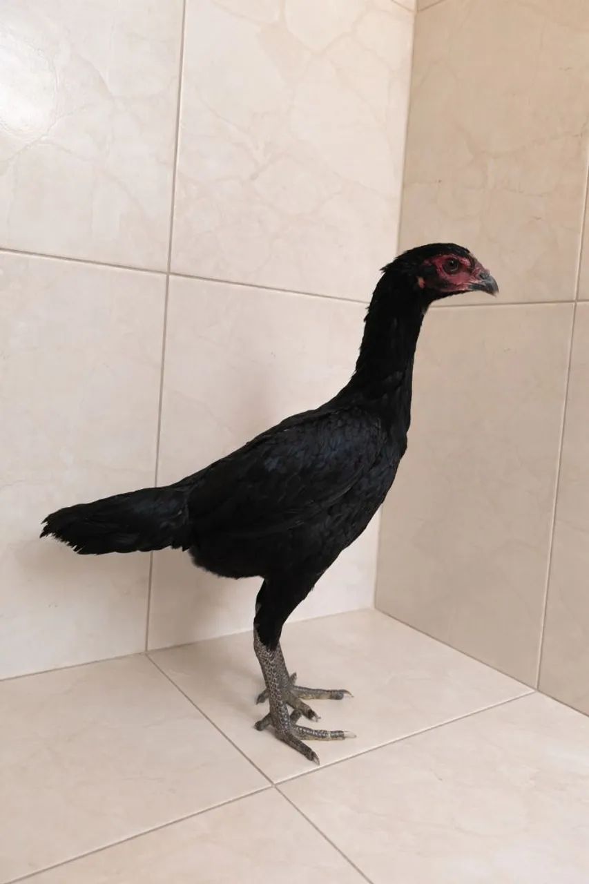 Galinhas tailandesas com ganoi - Foto 3