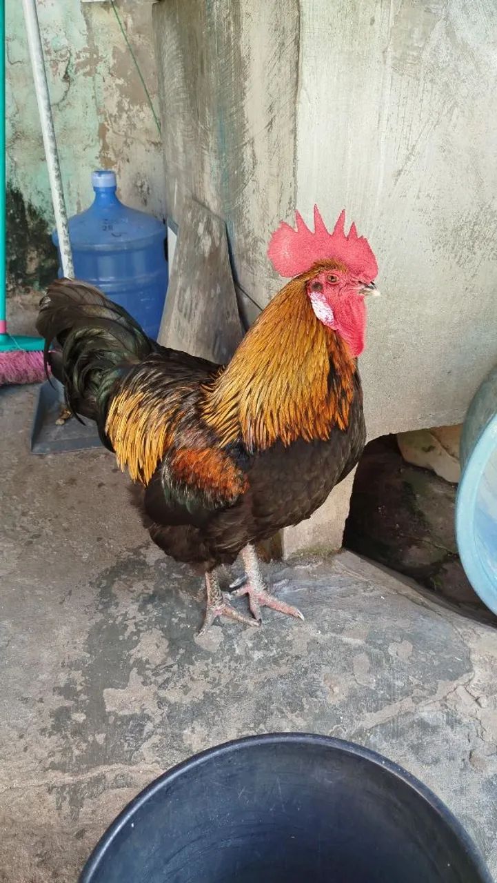 GALO 100