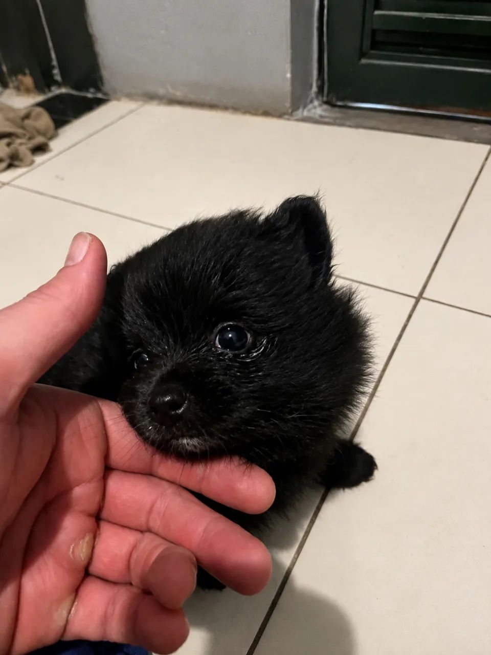 Spitz alemão macho  - Foto 2