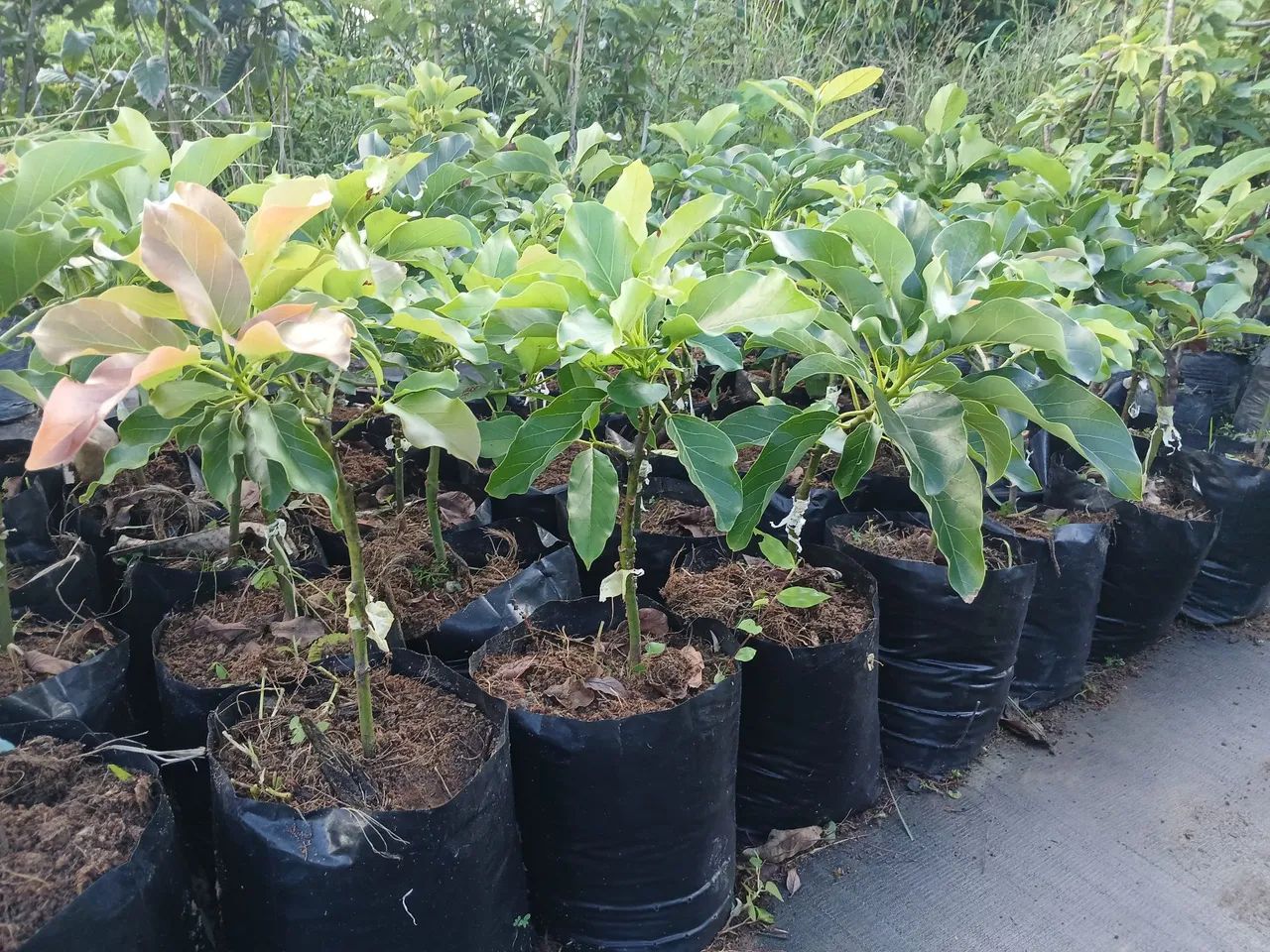 Mudas de frutíferas  - Foto 5