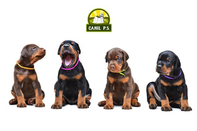 Filhotes de Doberman alta genética.