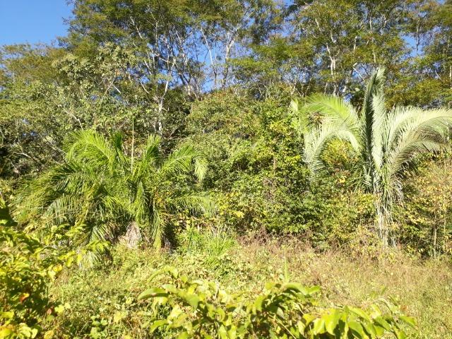 Fazenda 866 Hectares apos 35 km da Agrovila das Palmeiras - Foto 17