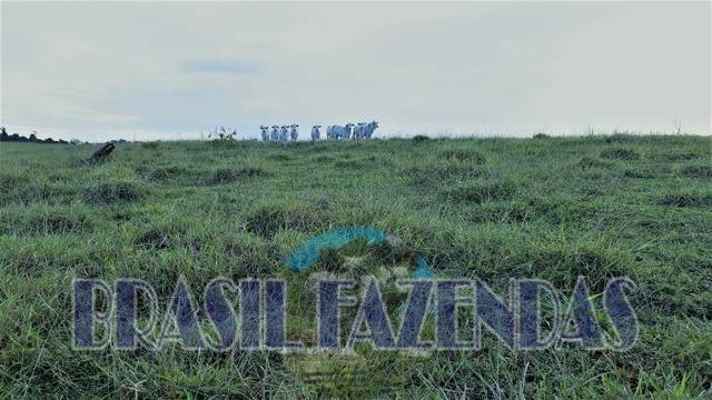 Fazenda em Itamaraju - Foto 10