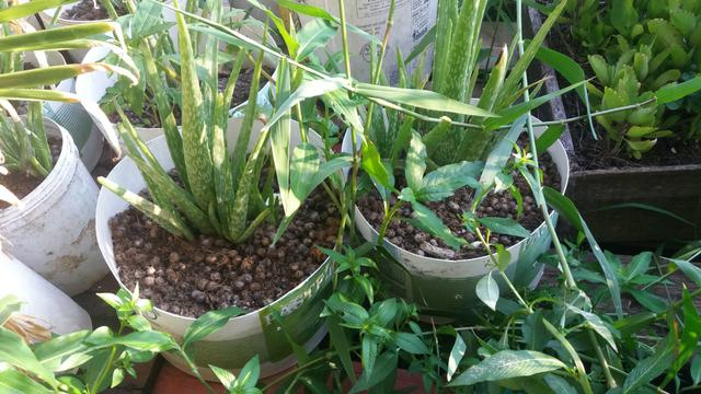 Mudas de plantas