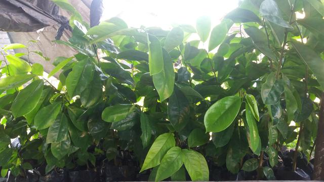 Mudas de plantas - Foto 3