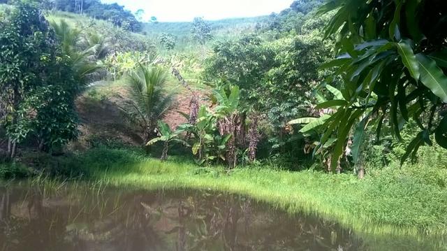 Sítio 11.000 m2 verdadeiro paraíso - Foto 8