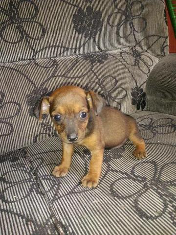 Cachorro salsicha - Foto 2