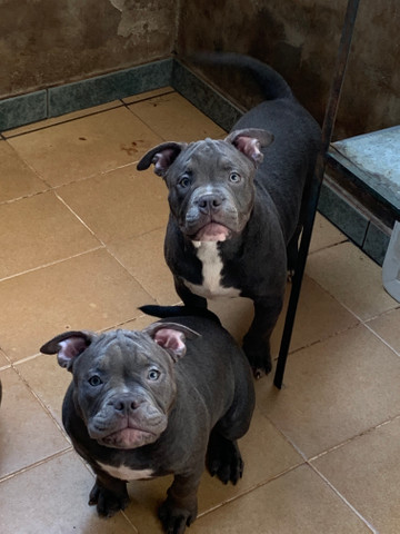 Última filhote American Bully Tri Blue Ghost Disponível (Valor Promocional) - Foto 3