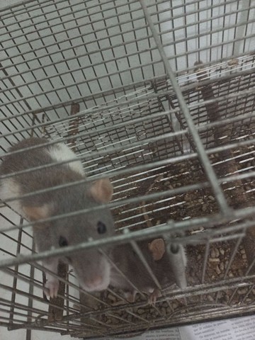 Ratos mais gaiola  - Foto 3