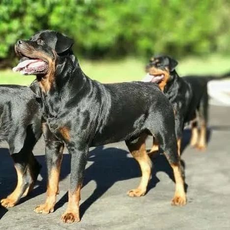 Filhote de Rottweiler - Foto 2