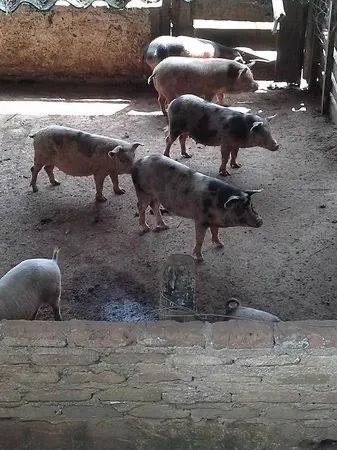 Doação de porco