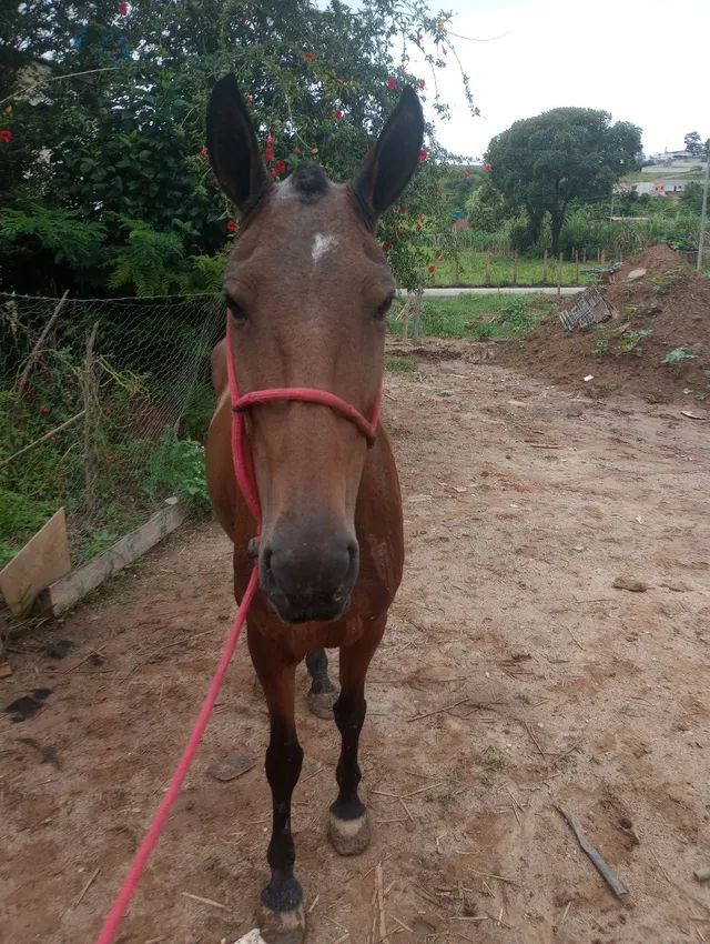 Égua mestre de charrete  - Foto 2