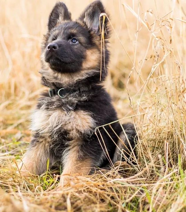 Pastor Alemão Para Famílias e Crianças 