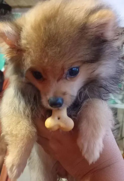 Filhote de Spitz Alemão - Foto 3