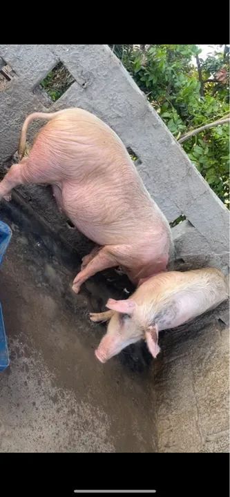 Venda de suíno  - Foto 6