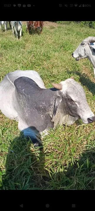 Touro Nelore  - Foto 2