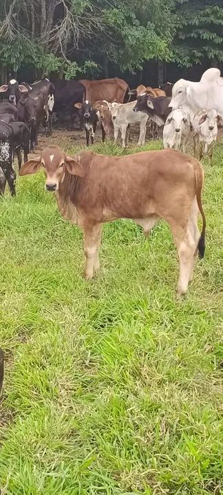 Bezerro de desmama - Foto 2