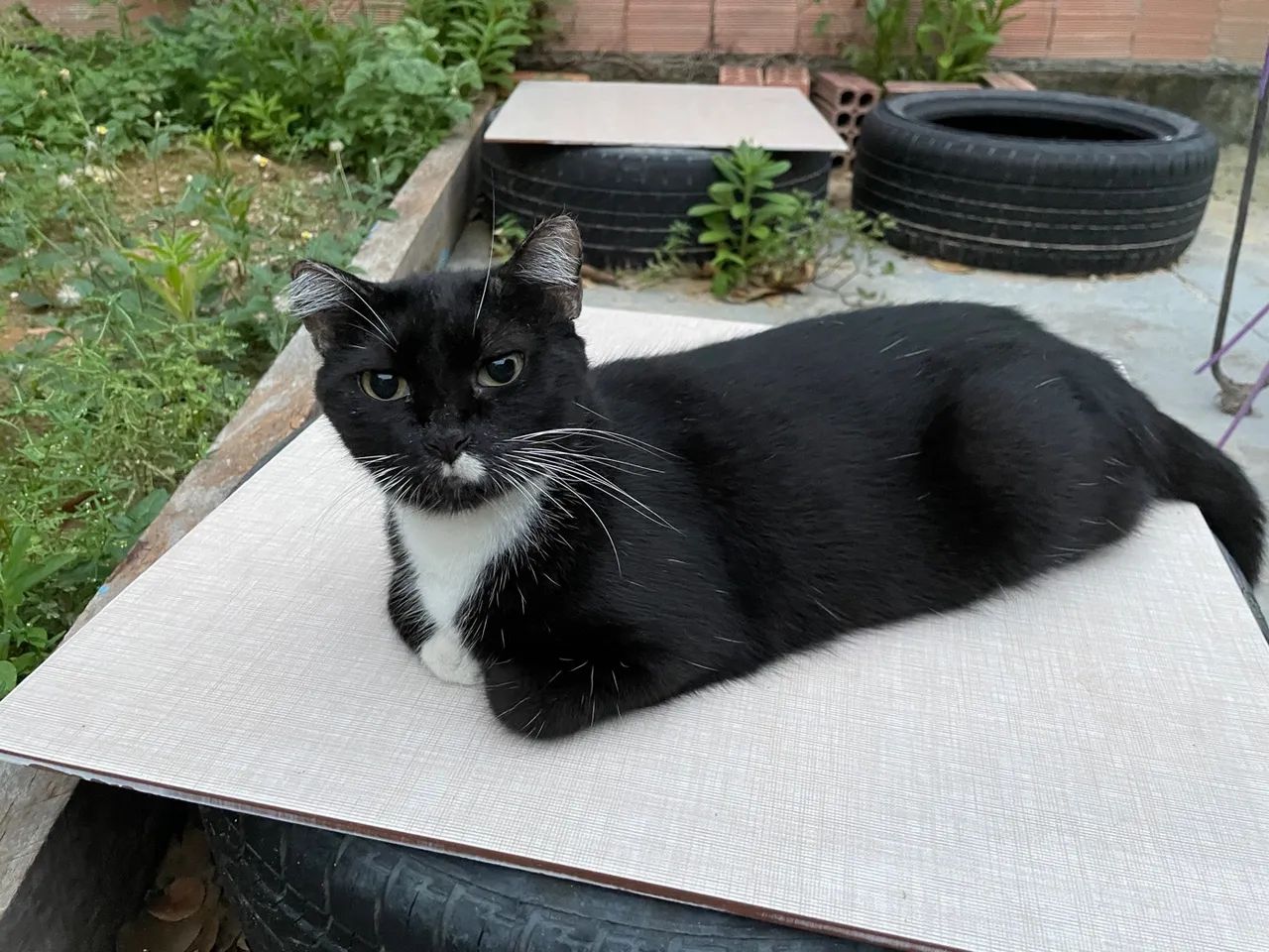 Doação gatinha black/write