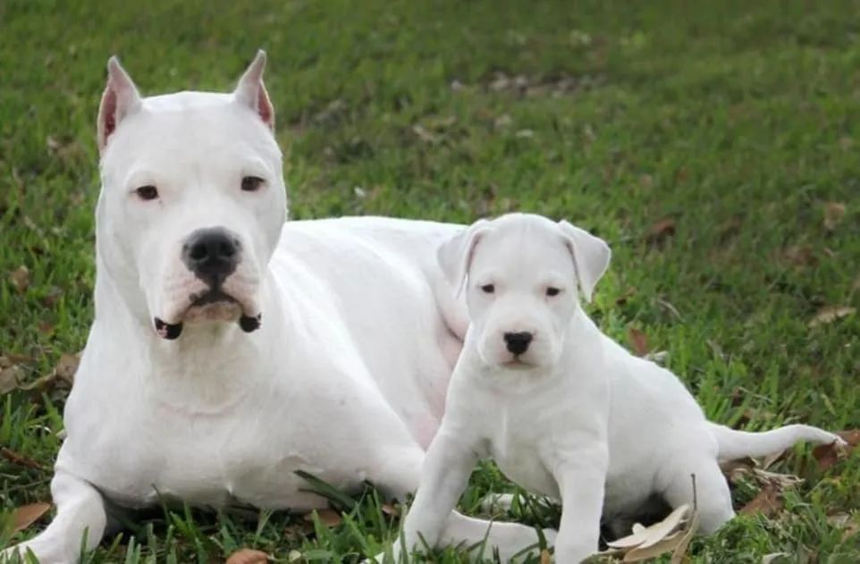 Vendo Filhotes Dogo Argentino  - Foto 2