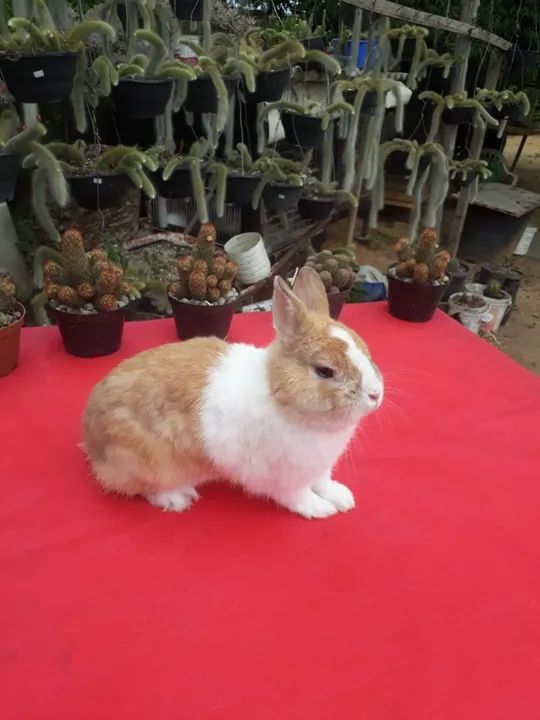 Mini Coelho anão netherland holandês 