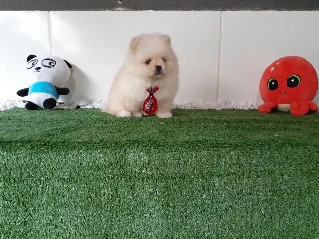¨¨ Lulu da Pomerania anão filhotes com procedência e garantia ¨¨ - Foto 3