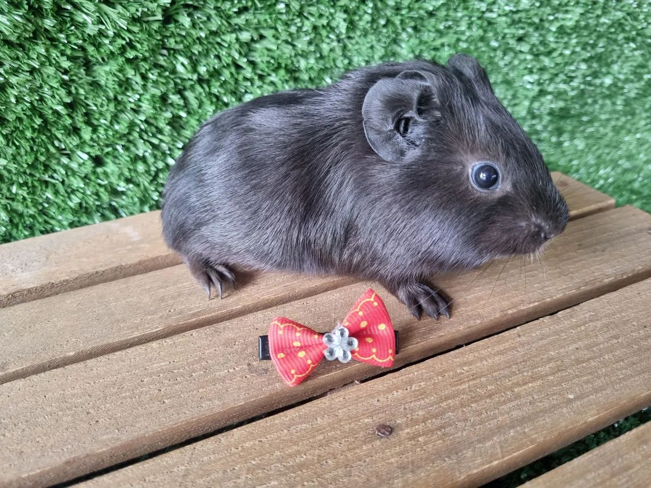 Porquinho da India - Foto 2