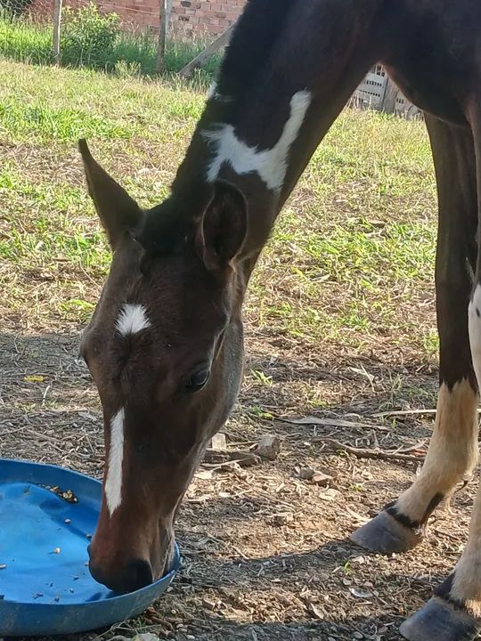 Potra manga larga paulista