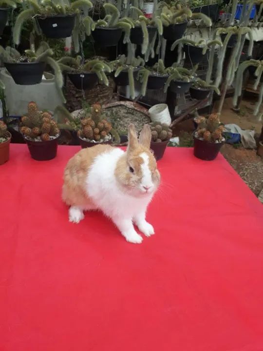 Mini Coelho anão netherland holandês  - Foto 6