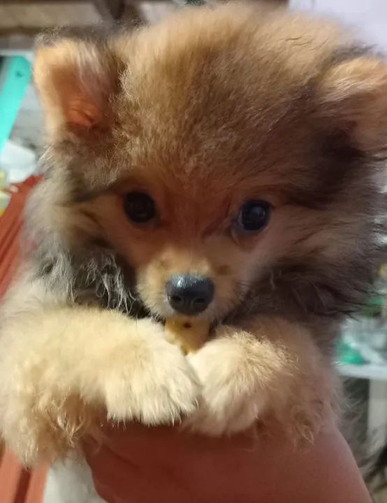 Filhote de Spitz Alemão