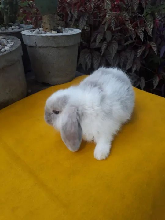 Coelho mini lop uruguaio importado Megpie  - Foto 4