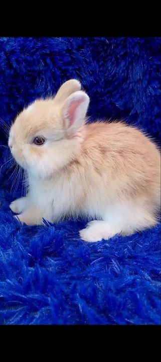 Coelho anão Jersey wooly (raça super rara)350$ aceitamos cartão 