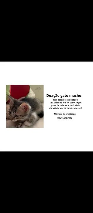 Doação de Gatos lindos e fofos precisando de família que cuide bem - Foto 3